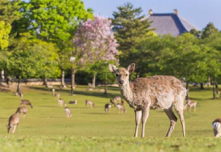 Nara Park