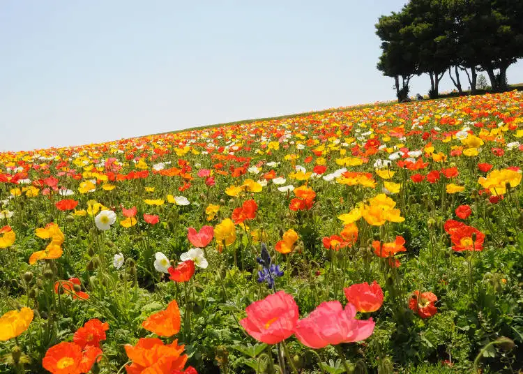 写真1