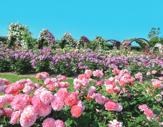 写真3