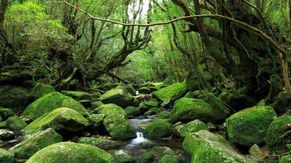 写真1